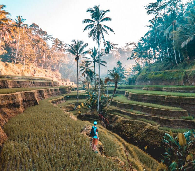 Risfält på Bali