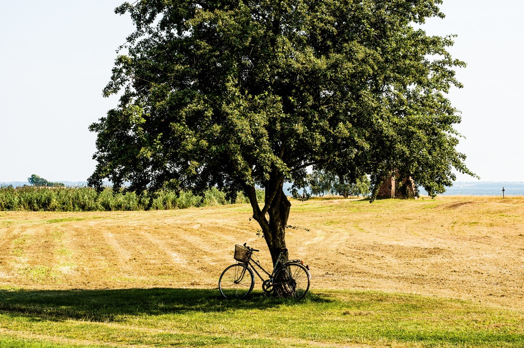 cykel lutad mot träd